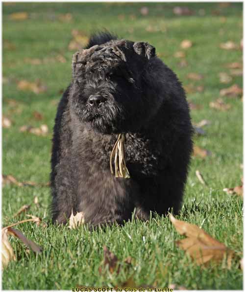 LUCAS du Clos de la Luette SITE WEB ELEVAGE DU CLOS DE LA LUETTE SPECIALISE POUR LE BOUVIER DES FLANDRES ©